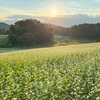 【2023】中山高原、満開の蕎麦の花と夕暮れ散歩