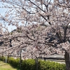 一日一撮 vol.536 桜を求めてほたる見公園