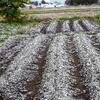 初雪 初積雪