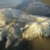 海岸に毛の生えた奇妙な生物死骸