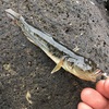 ハゼが沢山釣れて、潮時の意味を知る