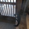 子ねこ（生後半年？）に振り回される日々