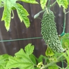 夏野菜のゴーヤの成長