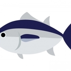 マグロの大きさ 重さの最大記録 世界 日本 と種類別平均のまとめ ときめいて1