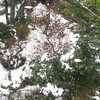 雪がちょっこり降りました