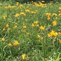 今こそ訪れたい北海道の原生花園！花が咲き誇る短くも濃い季節