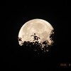 夜明け前の月