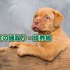 文字に二重の縁取り～Photoshop Elements
