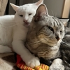 ねこ94話　さいごのふたり。