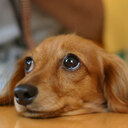 室内犬の飼い方・しつけ方