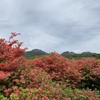 八幡のつつじは花盛り