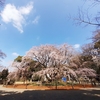 #六義園#しだれ桜