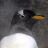 日本動物園水族館協会の飼育動物検索