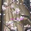 桜のピンク　と　杏のピンク