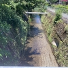 私の散歩道⑰～白川疎水が北に向かって流れるのは、ちょっと不思議なんですね、、、