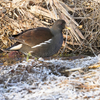 こんな鳥達も