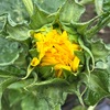 ひまわり🌻