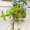 🌵多肉植物　100均のリモコン容器鉢🌵
