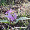 蓼科の庭に花が咲き始めました