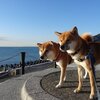 柴犬涼大の天気予報？　 （第１４６６話）