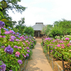 紫陽花の本土寺