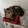 猫、夜泣きする様になる