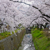 疏水沿いの桜 @ 哲学の道　-京都桜散歩2016-