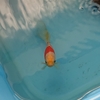 そして血走りは微妙に出てるけど