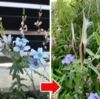 スカイブルーの花が驚きの変化！？『オキシペタラム（ブルースター）』の２年間の成長と開花！