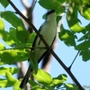 日本　長良川ふれあいの森公園の野鳥と昆虫