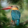 フジの野鳥撮影【2025年上半期ベスト写真】