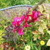 初秋の庭の花復活　　バッタの群衆
