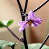 茄子とトマトの花