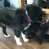 くるみとあずきの飼い主さんから寒中見舞い