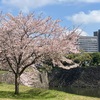 【東京散歩】皇居「乾通り」４年ぶりの一般公開　快晴で満開の桜でした