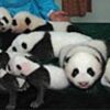 成都：子パンダ大集合、０６年生まれ９匹を一挙公開
