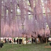 藤の花が観光植物園「あしかがフラワーパーク」で見ごろでした