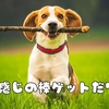 いい感じの棒ゲットだワン！～愛犬と一緒に楽しむ、散歩の小さな宝物～