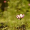 コスモス〜狂い咲きの秋の桜