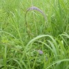 夏日です。