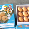 苓北町 特産のびわ出荷ピーク