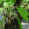 なんじゃもんじゃの花が終わる時