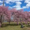 三神峯公園のシダレザクラ