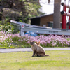 隣市南離島のねこさん