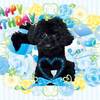 今日は末っ子黒プー凛のお誕生日ですぅ〜＼(^_^)／　13歳になりましたよぉ〜(^_^)v