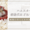 ハムスターの動物病院の費用はどれくらい？病院のかかり方も解説