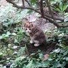 生後2か月の子猫