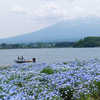 ネモフィラと富士山