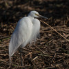 公園の野鳥達（土曜日の写真から）