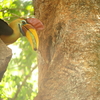 スラウェシのきれいなサイチョウですRed-knobbed Hornbill